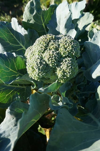 Brokkolinuggets mit Brokkoli aus dem Saisongarten von breifreibaby