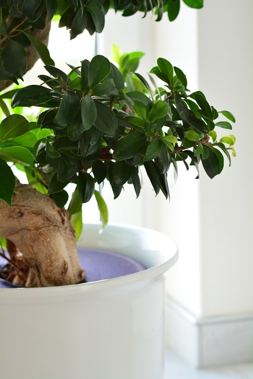 Pflanzen kindersicher machen