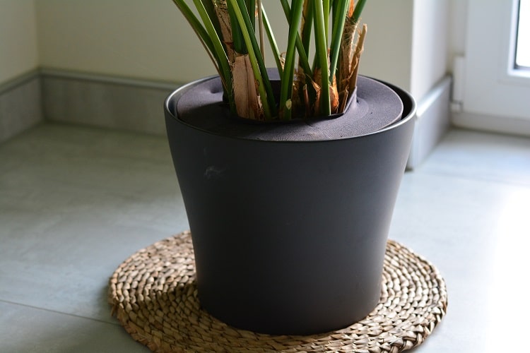 Pflanzen kindersicher machen