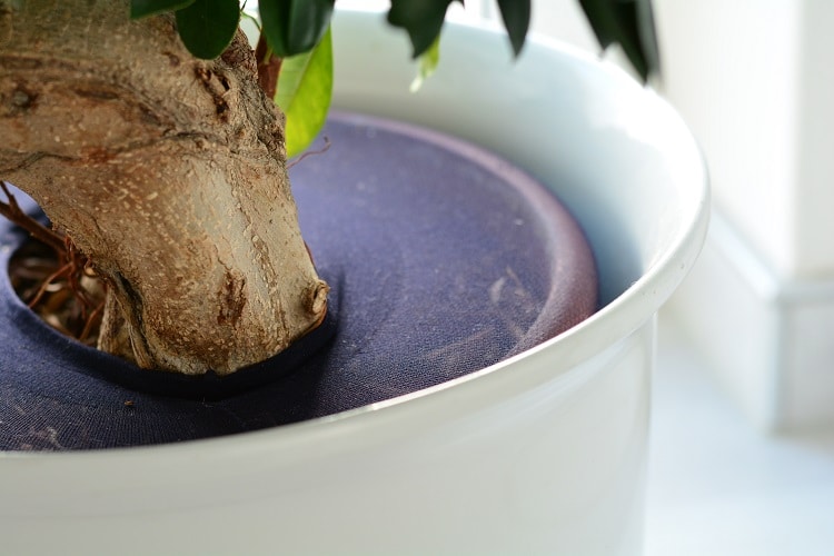 Pflanzen kindersicher machen