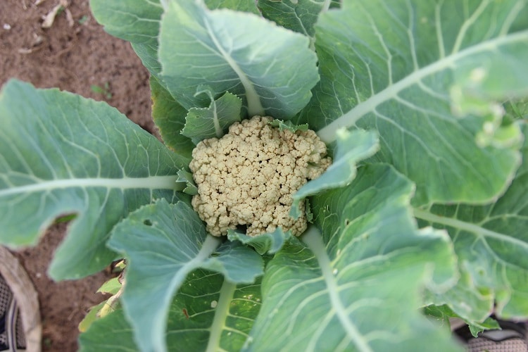 Einsteiger Gemüse baby-led weaning - Blumenkohl