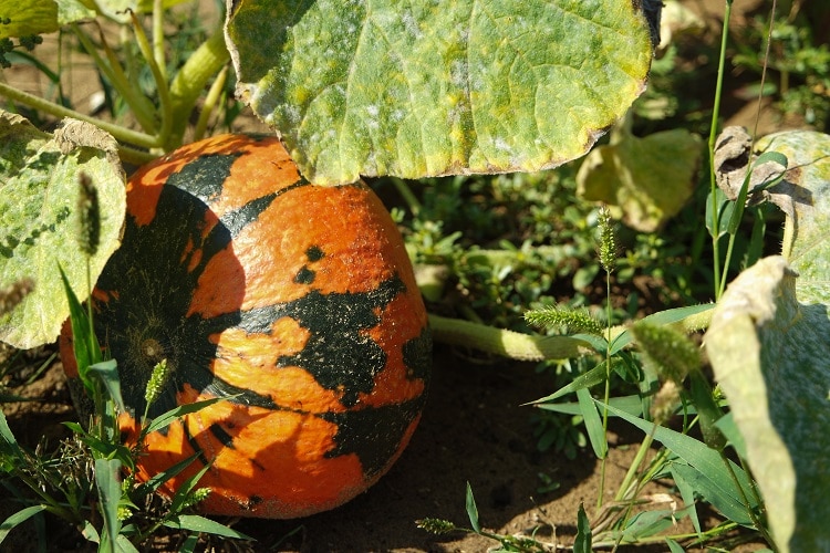 Einsteiger Gemüse baby-led weaning - Kürbis