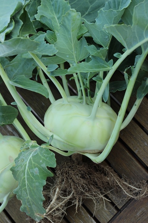 Einsteiger Gemüse baby-led weaning - Kohlrabi