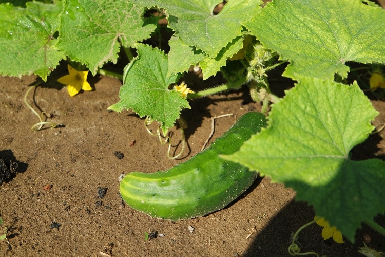 Einsteiger Gemüse baby-led weaning - Salatgurke