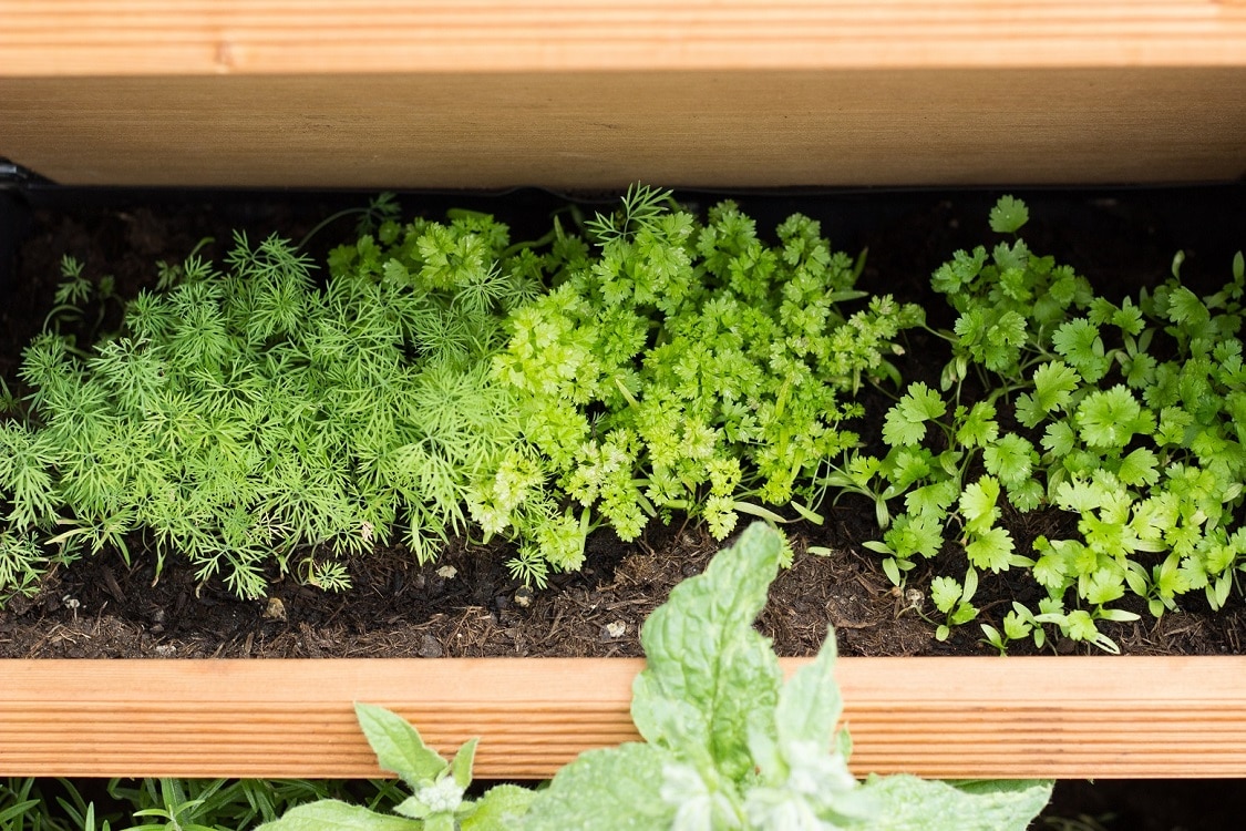 Baby-led weaning Kräuter als Würzersatz