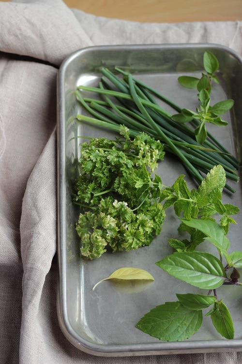 baby-led weaning Kräuter als Würzersatz - eine Übersicht