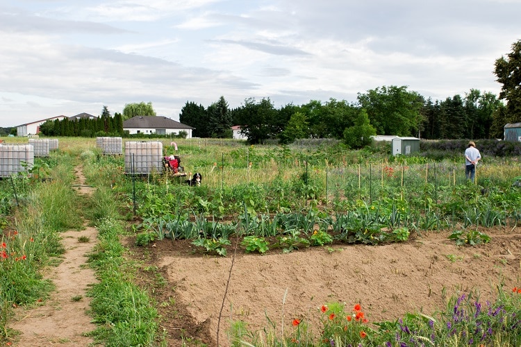 Unser Traum-Saisongarten mit eBay Home & Garden