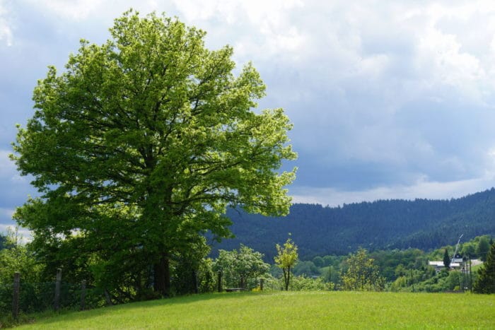 Mein Lieblingsmoment -im Traum-Ferienhaus im Schwarzwald