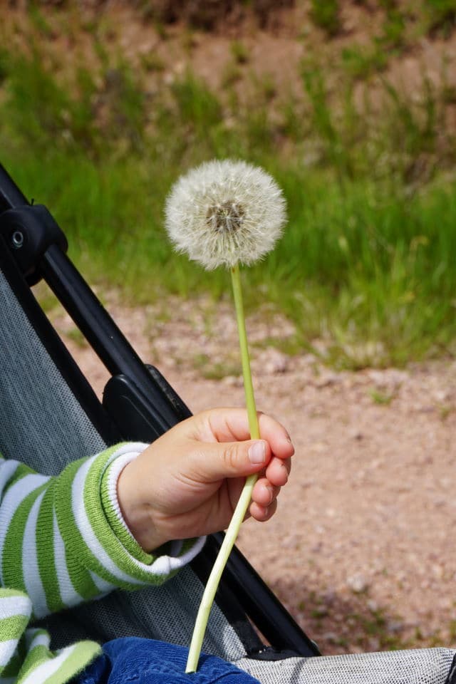 Pusteblume und Sonne im Schwarzwald