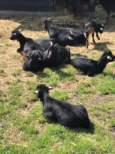 Ziegen auf dem Ziegenhof Den Mekkerstee in Südholland, Ouddorp. Ein Bio Bauernhof mit eigener Käserei und Hofladen - toll für einen Familienausflug
